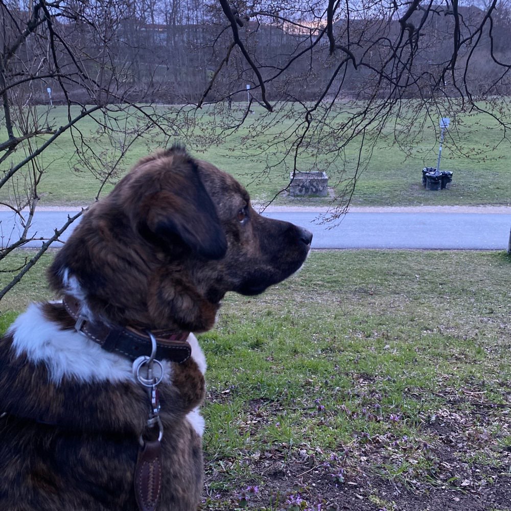 Hundetreffen-Gassi und Spielrunde an der Pegniz-Profilbild