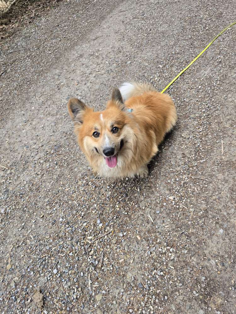 Hundetreffen-Gassirunde-Profilbild
