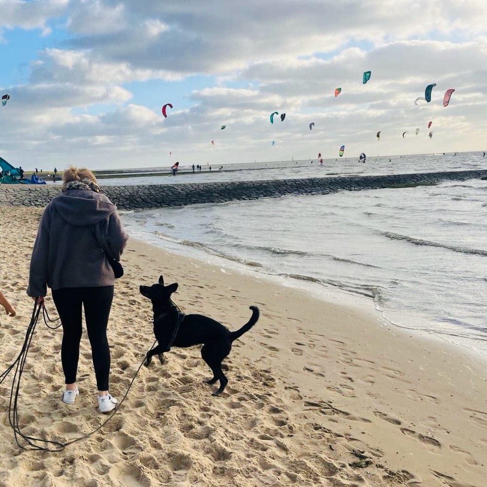 Hundetreffen-Sozialisierungsrunden 🐕‍🦺-Profilbild