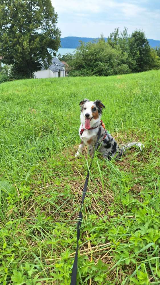 Hundetreffen-Spiel und Gassirunde-Profilbild