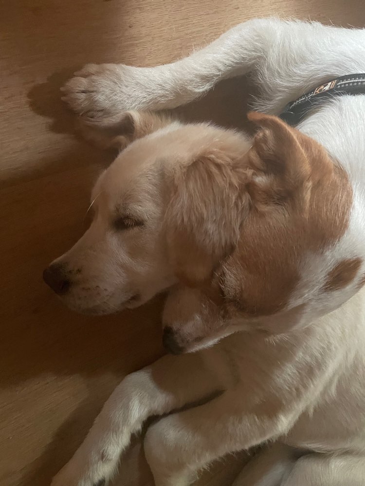 Hundetreffen-SUCHE Hundesitter-Profilbild