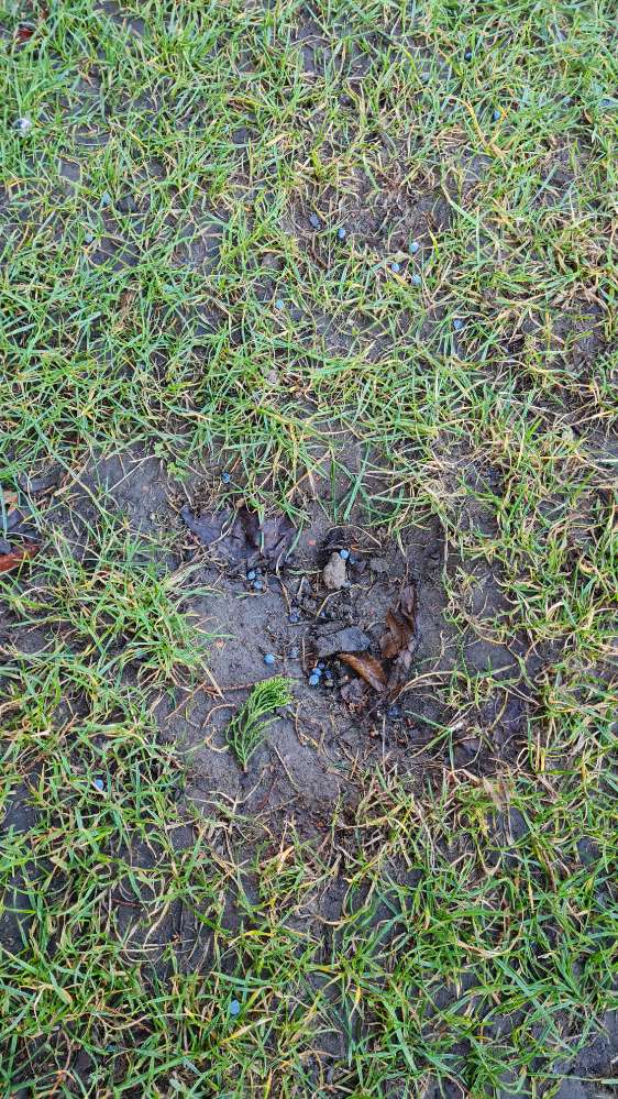 Giftköder-Schneckenkorn-Profilbild