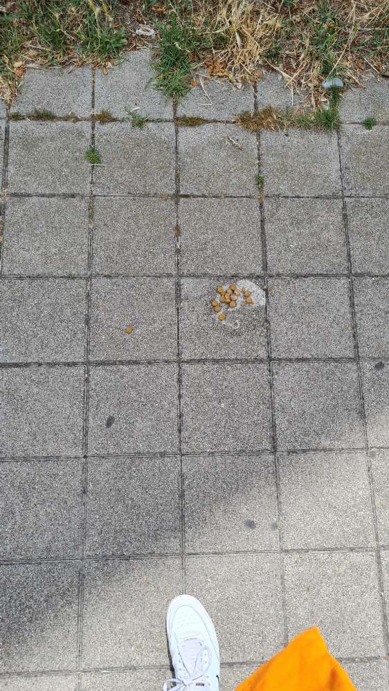 Giftköder-Trockenfutter mit gelblichem Schaum-Profilbild