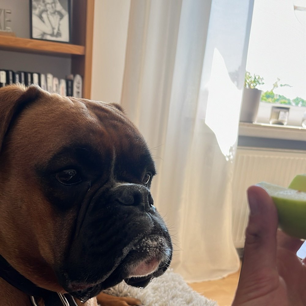 Hundetreffen-Hades sucht Spielkammerad:in😊-Profilbild