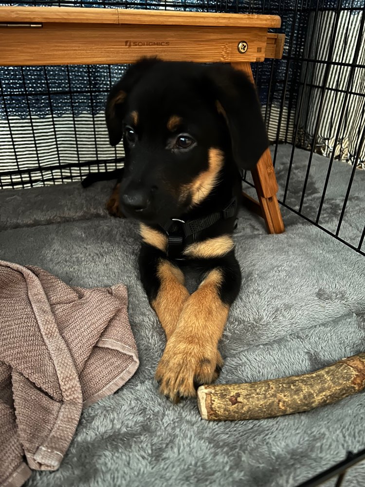 Hundetreffen-Welpentreff in Haidhausen-Profilbild