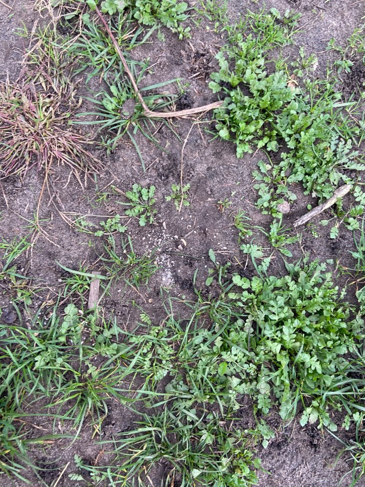 Giftköder-White Powder in front of the Moritzhof-Profilbild