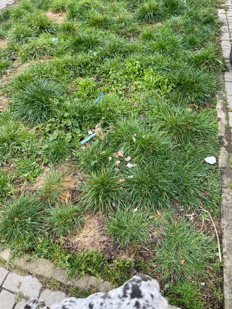 Giftköder-Fleischstücke-Profilbild