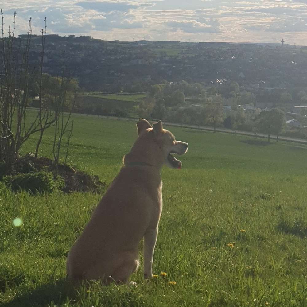 Hundetreffen-Hundetreffen-Profilbild