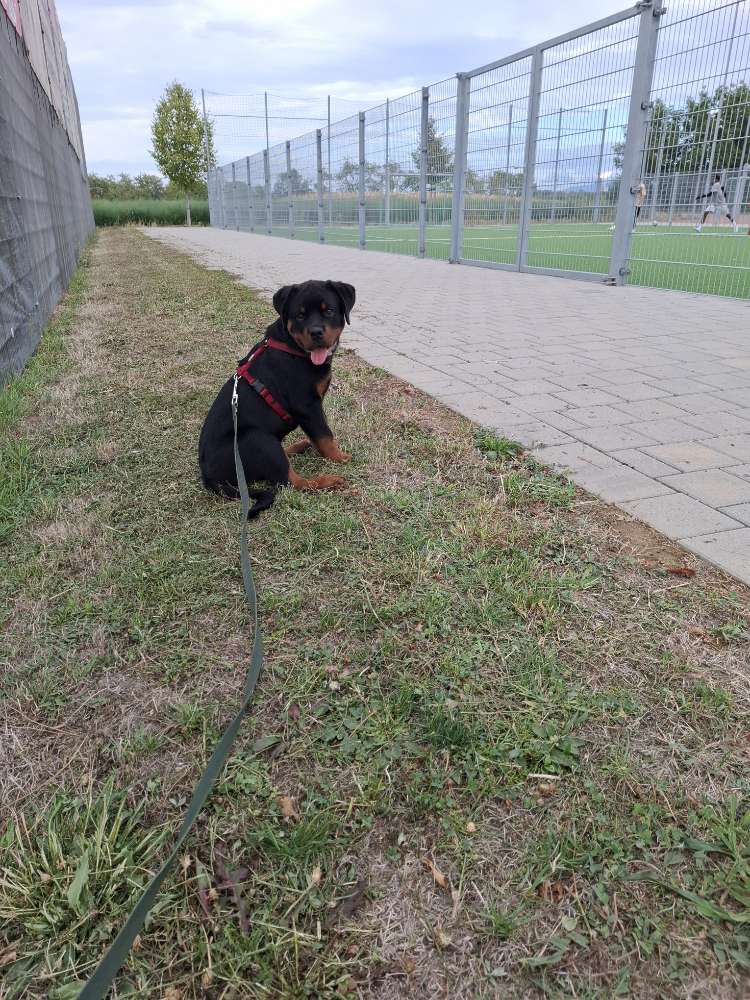Hundetreffen-Welpen-und-Junghunde Treff-Profilbild