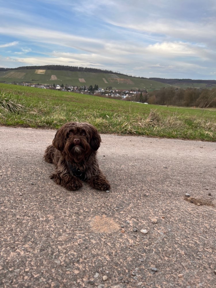 Hundetreffen-Treffen mit kleinen Hunden-Profilbild