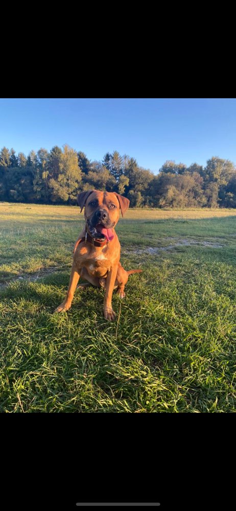 Hundetreffen-Trainingspartner für Hundebegegnungen/Spaziergänge an der Leine-Profilbild