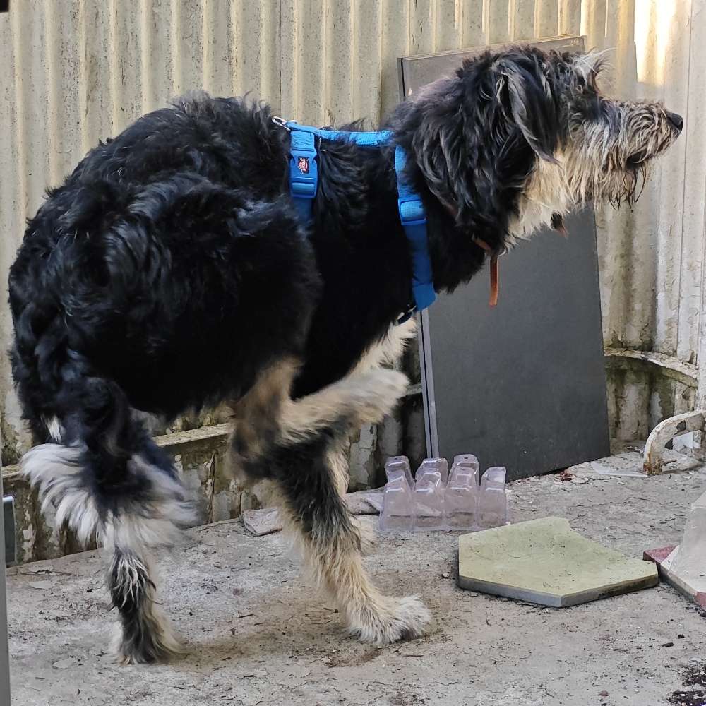 Hundetreffen-Welpentreffen-Profilbild