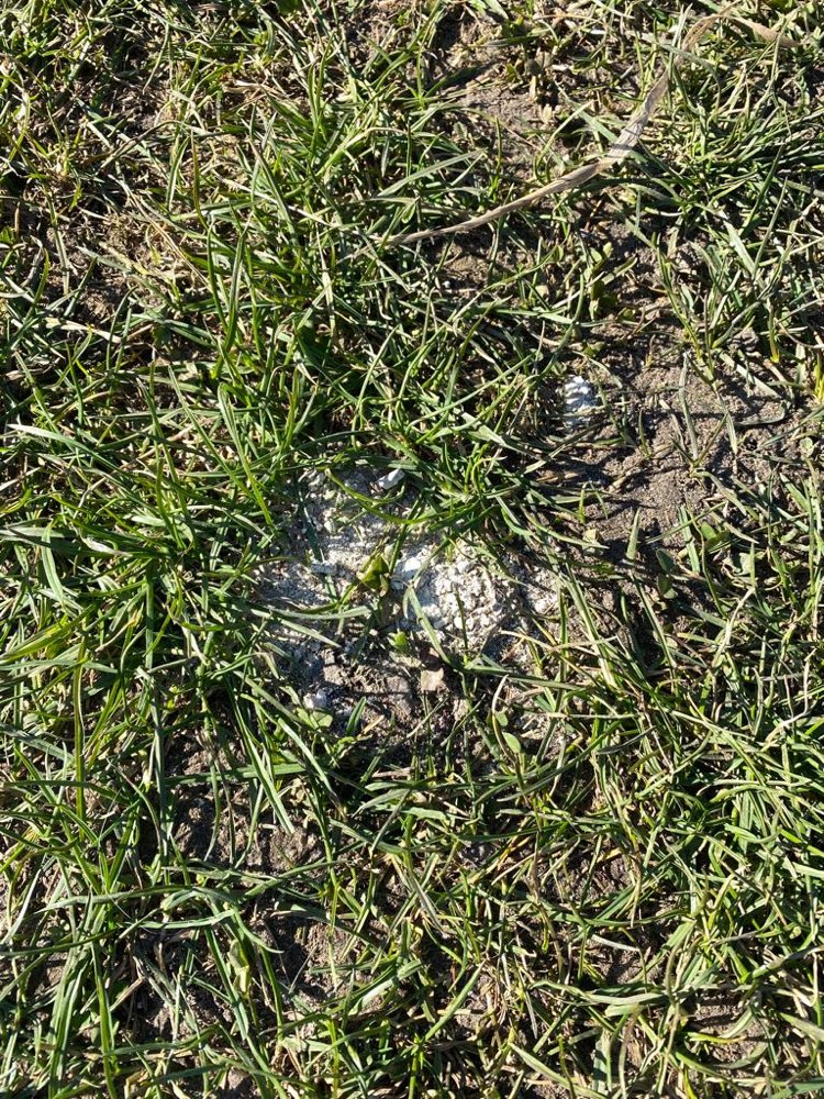 Giftköder-white powder-Profilbild