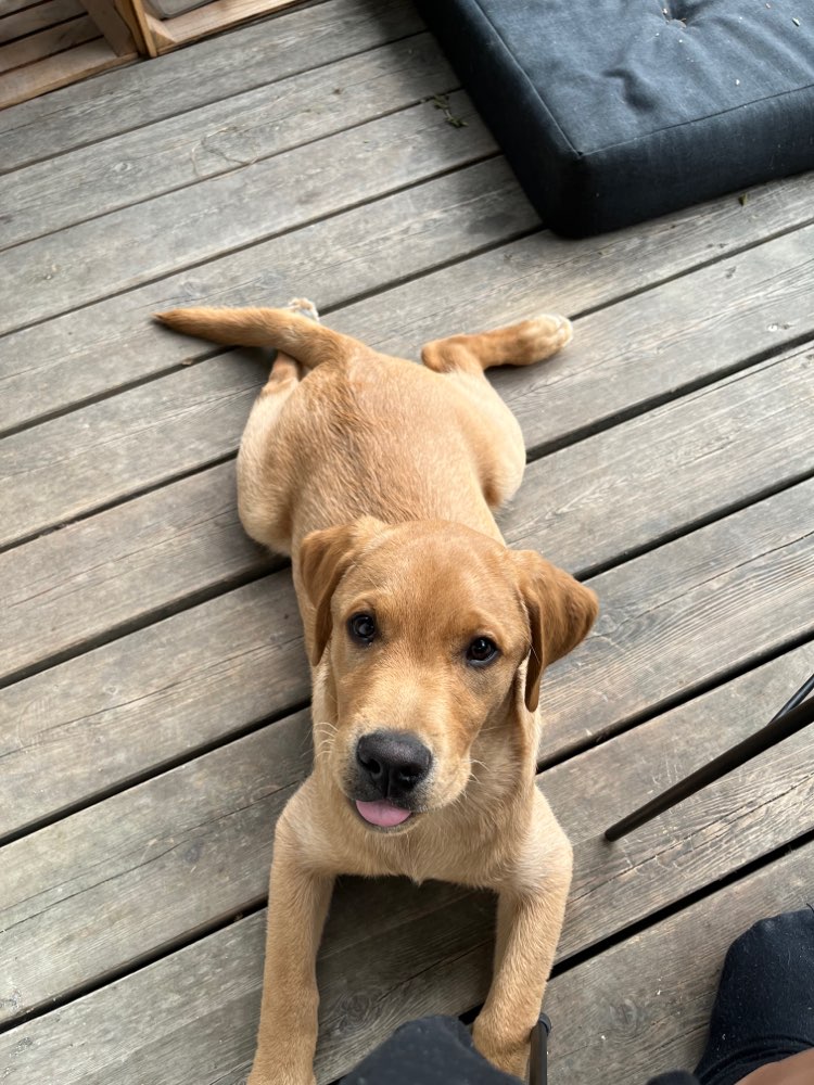 Hundetreffen-Junghundetreff Achdorf-Profilbild