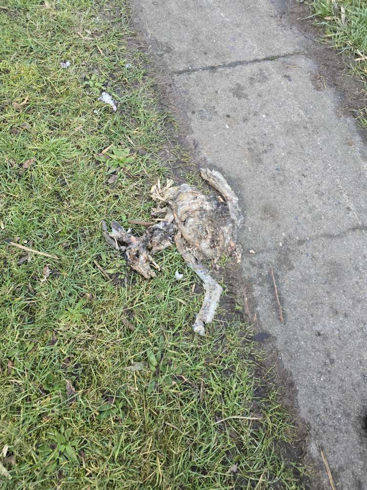 Giftköder-Tierkadaver-Profilbild