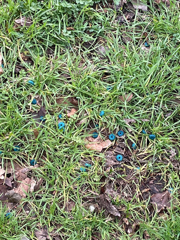 Giftköder-Mögliches Gift-Profilbild