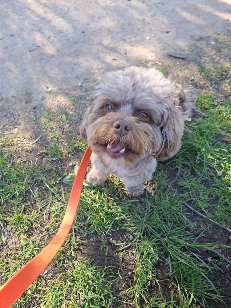 Hundetreffen-Treffen mit Hund-Profilbild