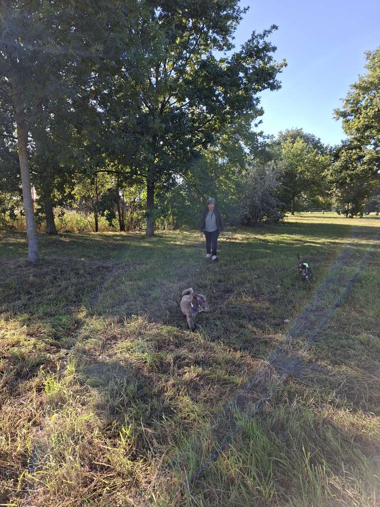 Hundetreffen-GASSI- RUNDE-Profilbild