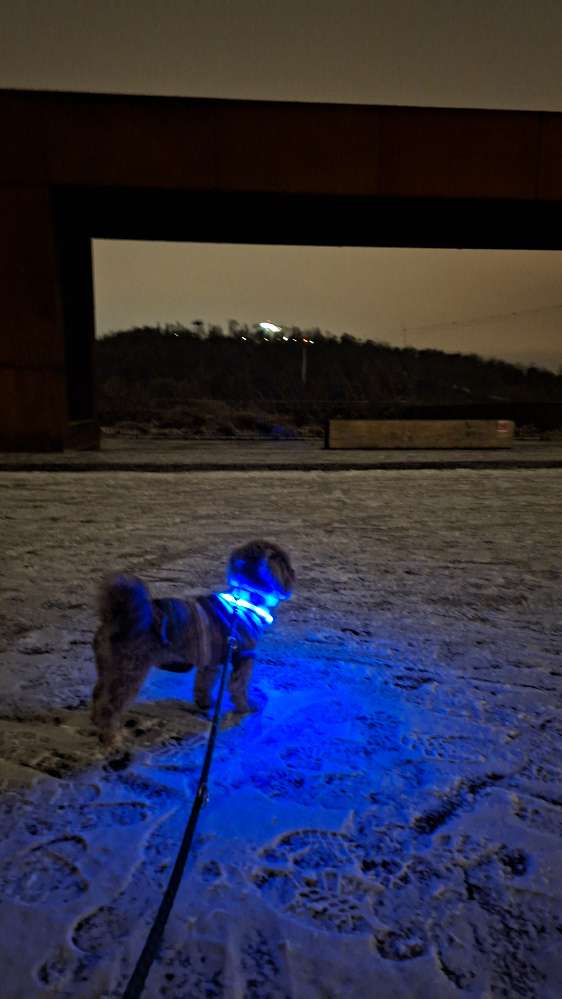 Hundetreffen-Gassirunde-Profilbild