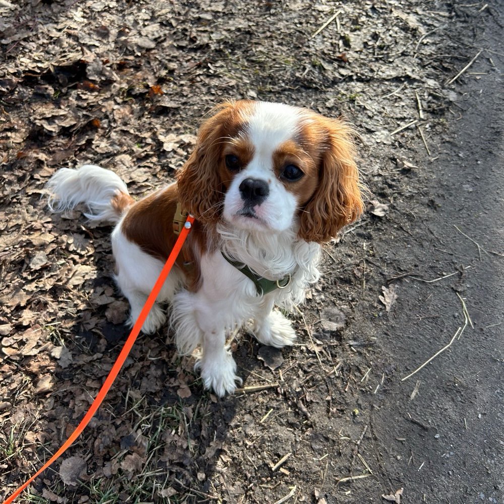 Hundetreffen-Spaziergang/Spiel/Freilauf-Profilbild