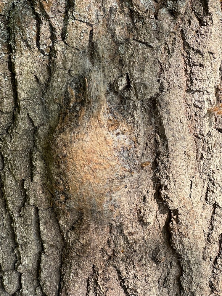 Giftköder-Eichenprozessionsspinner-Profilbild