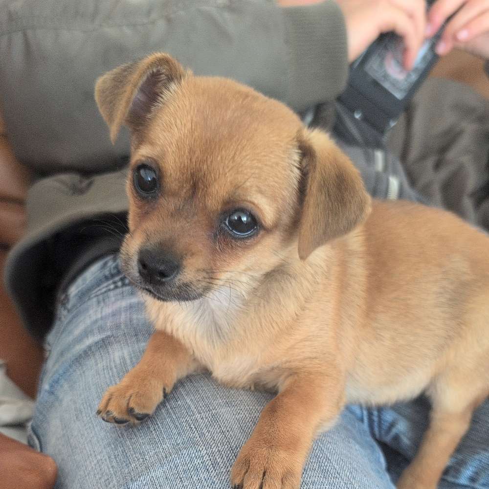 Hundetreffen-In Durlach-Profilbild