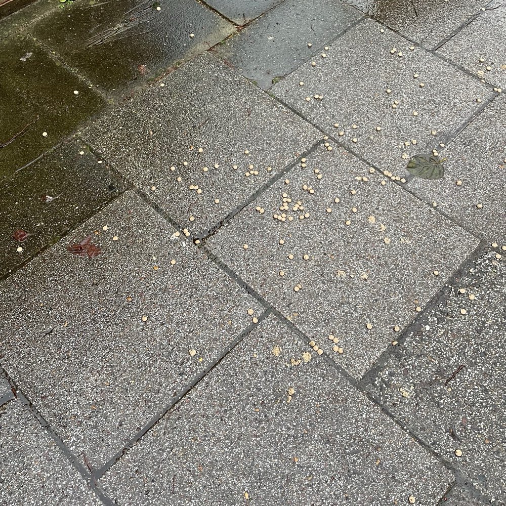 Giftköder-Hundefutter-Profilbild