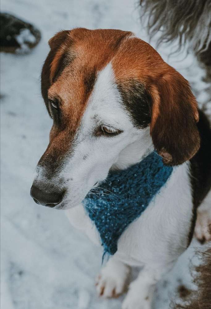 Hundetreffen-Spielkamerad-kamardin-Profilbild