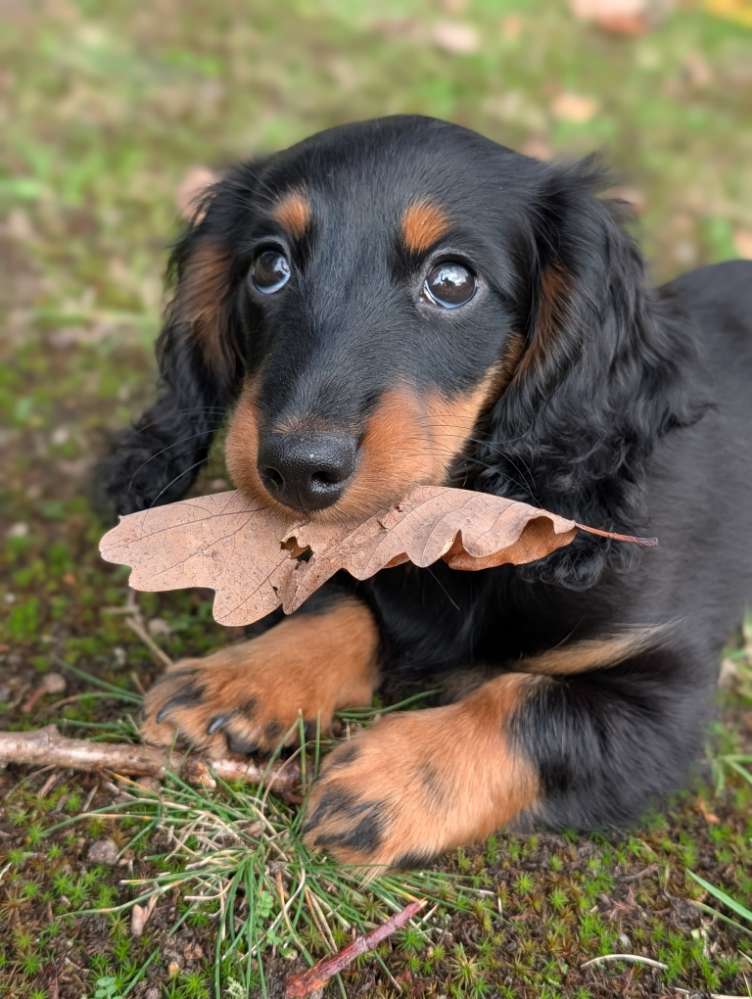 Hundetreffen-Playdate mit kleinen Hunden gesucht-Profilbild