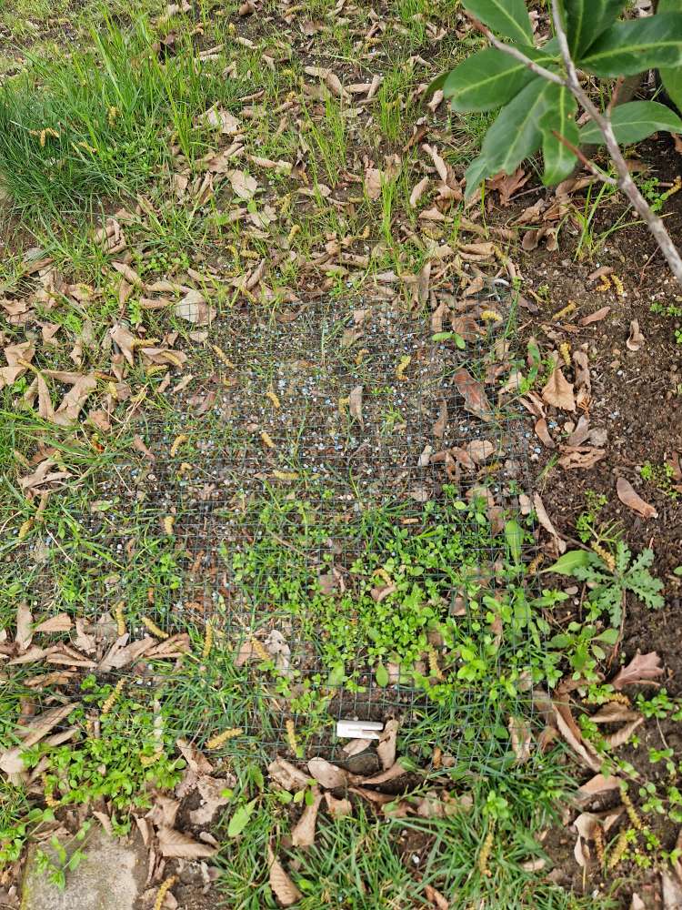 Giftköder-Blaukorn-Profilbild