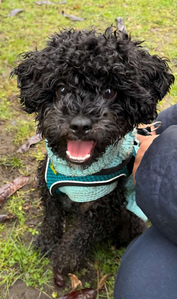 Hundetreffen-Hundekumpel gesucht-Profilbild