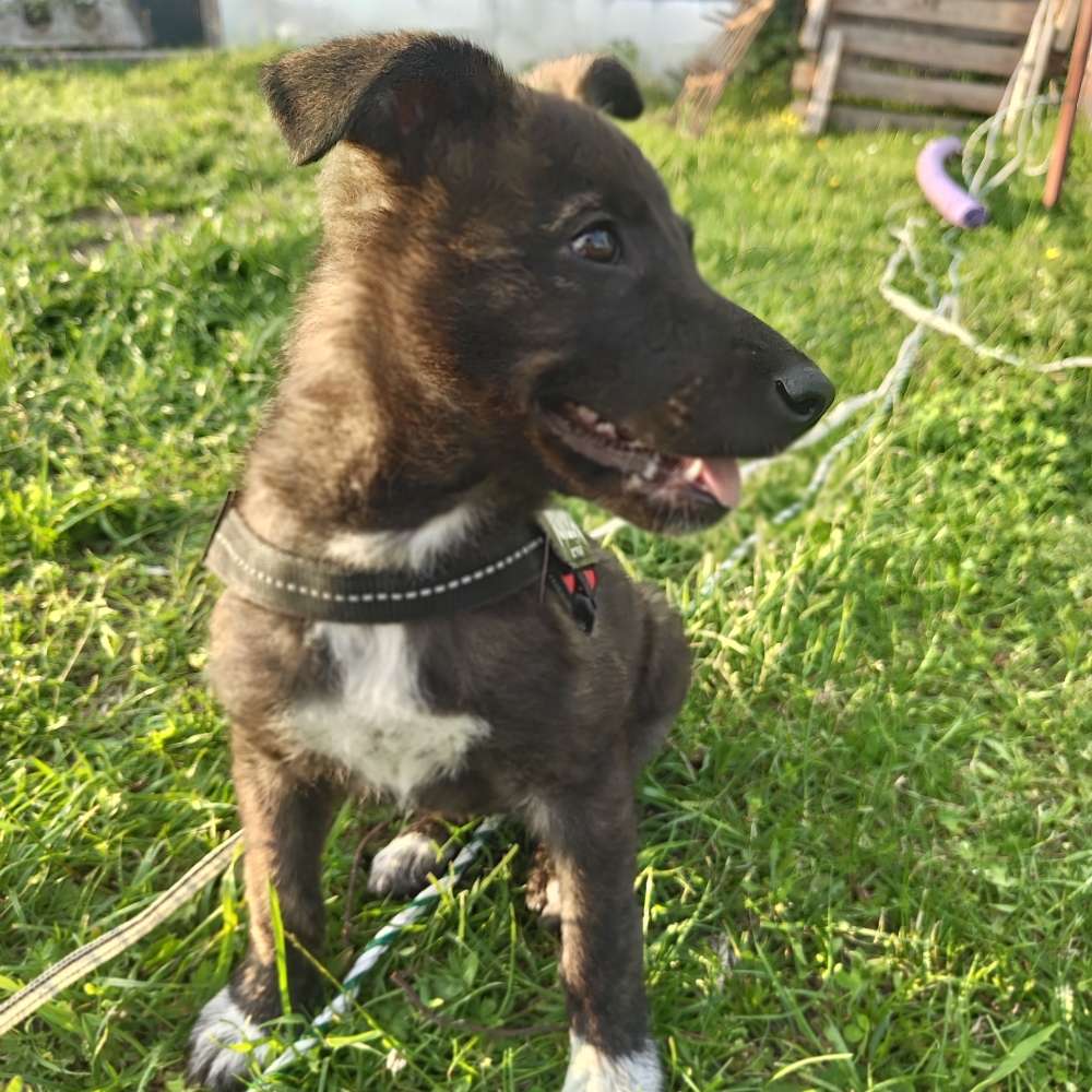 Hundetreffen-Social-walk/Welpentreffen in Luckenwalde-Profilbild