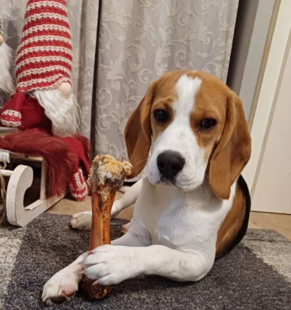 Hundetreffen-Spielen,Toben,Gassirunden-Profilbild