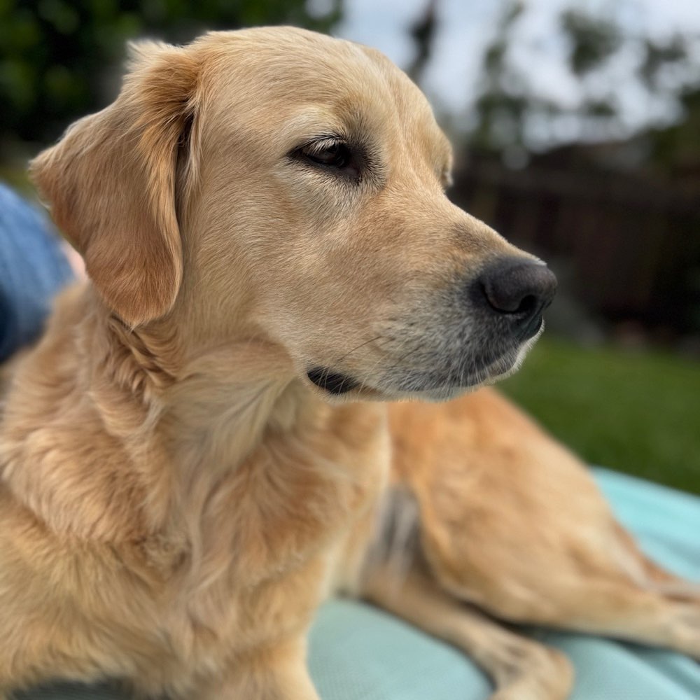 Hundetreffen-Sozial Kontakte-Profilbild