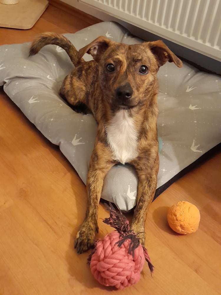 Hundetreffen-Gemeinsames Gassi gehen-Profilbild