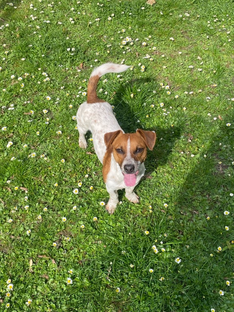 Hundetreffen-Suche Spielkumpel für mein kleinen Mann-Profilbild