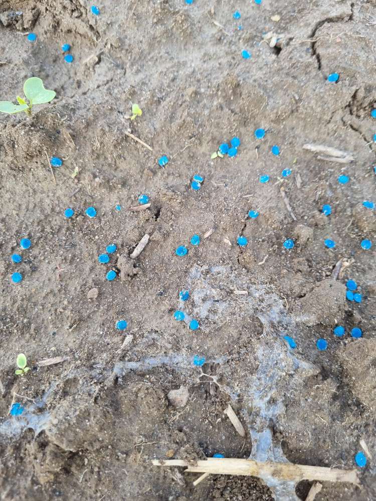 Giftköder-Gift am Feldrand-Profilbild