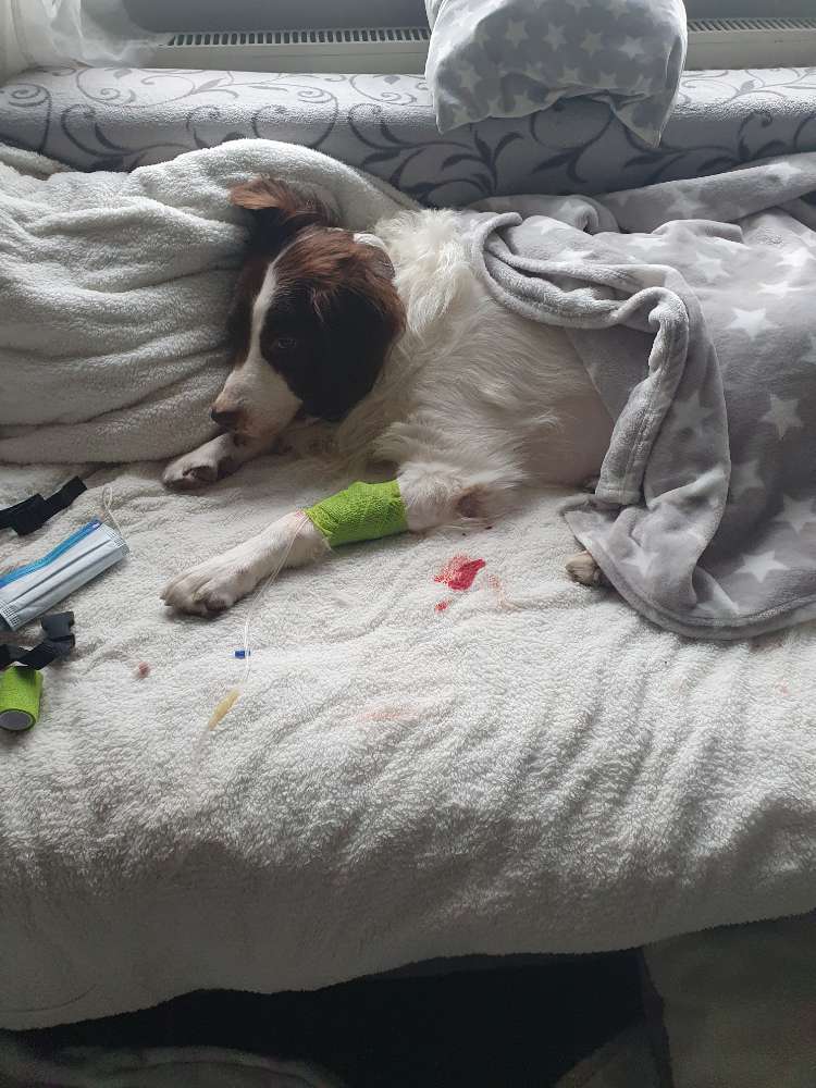 Giftköder-Mit der Nase aufgenommen-Profilbild