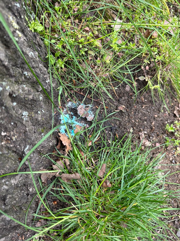 Giftköder-Blaukorn-Profilbild