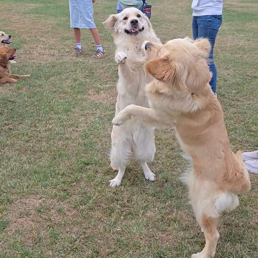 Hundetreffen-Gassirunde und/oder Spielrunde-Profilbild