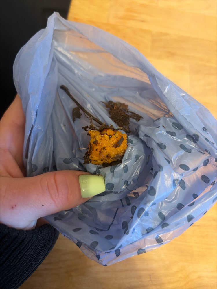 Giftköder-Die Orangen Giftköder-Profilbild