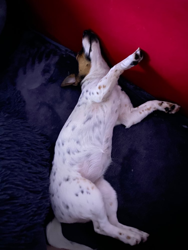 Hundetreffen-Welpentreffen-Profilbild