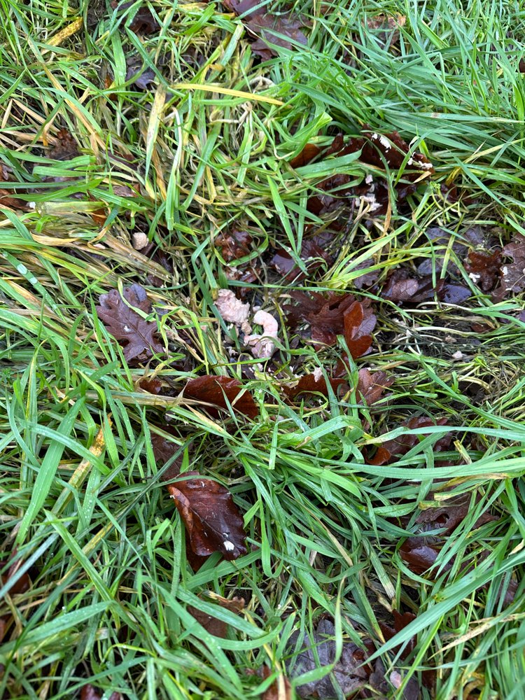 Giftköder-Giftköder Fleisch Fisch Haufen-Profilbild