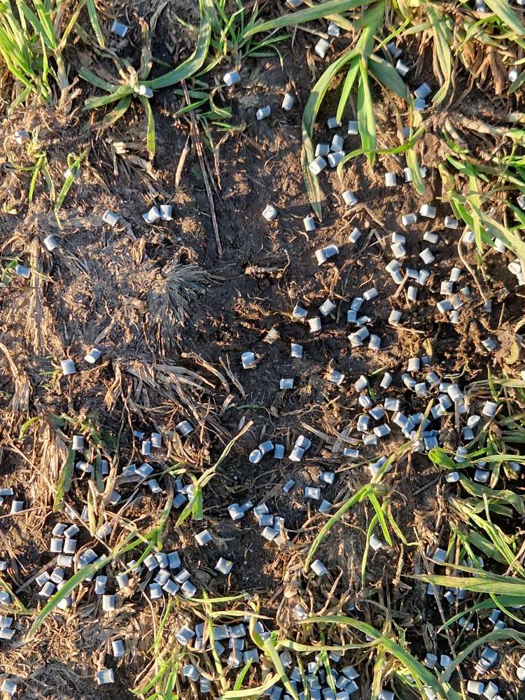 Giftköder-Schneckenkorn Tierheimwiese Dellbrüc-Profilbild