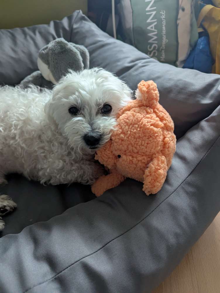 Hundetreffen-Hundekontakt für Senior gesucht-Profilbild