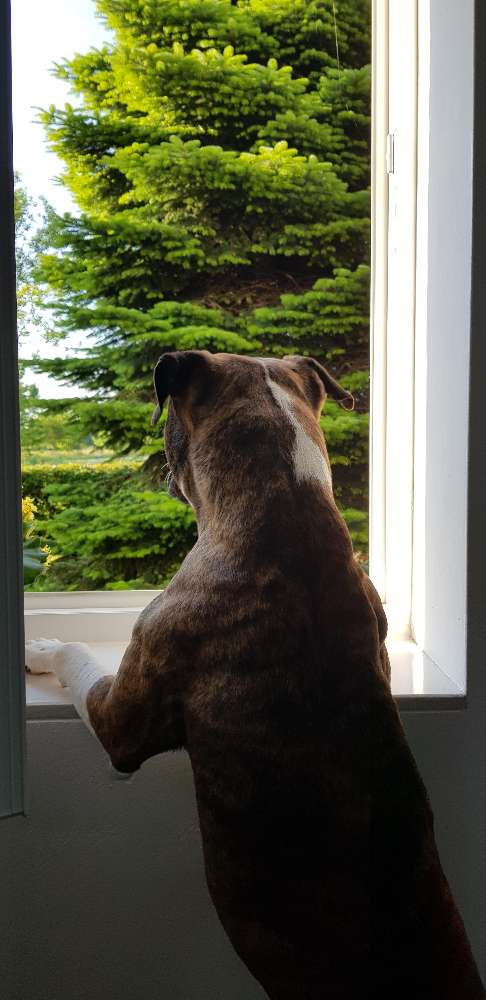 Hundetreffen-Gemeinsamer Spaziergang- mit &ohne Leine-Profilbild