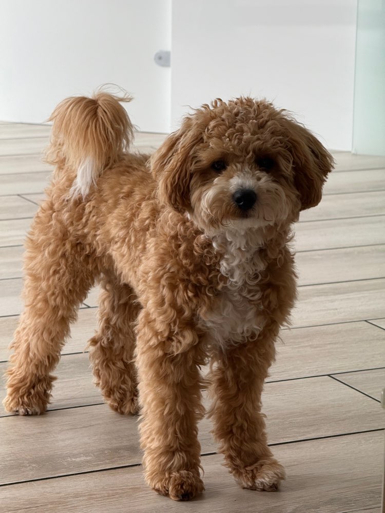 Hundetreffen-Spielrunde-Profilbild