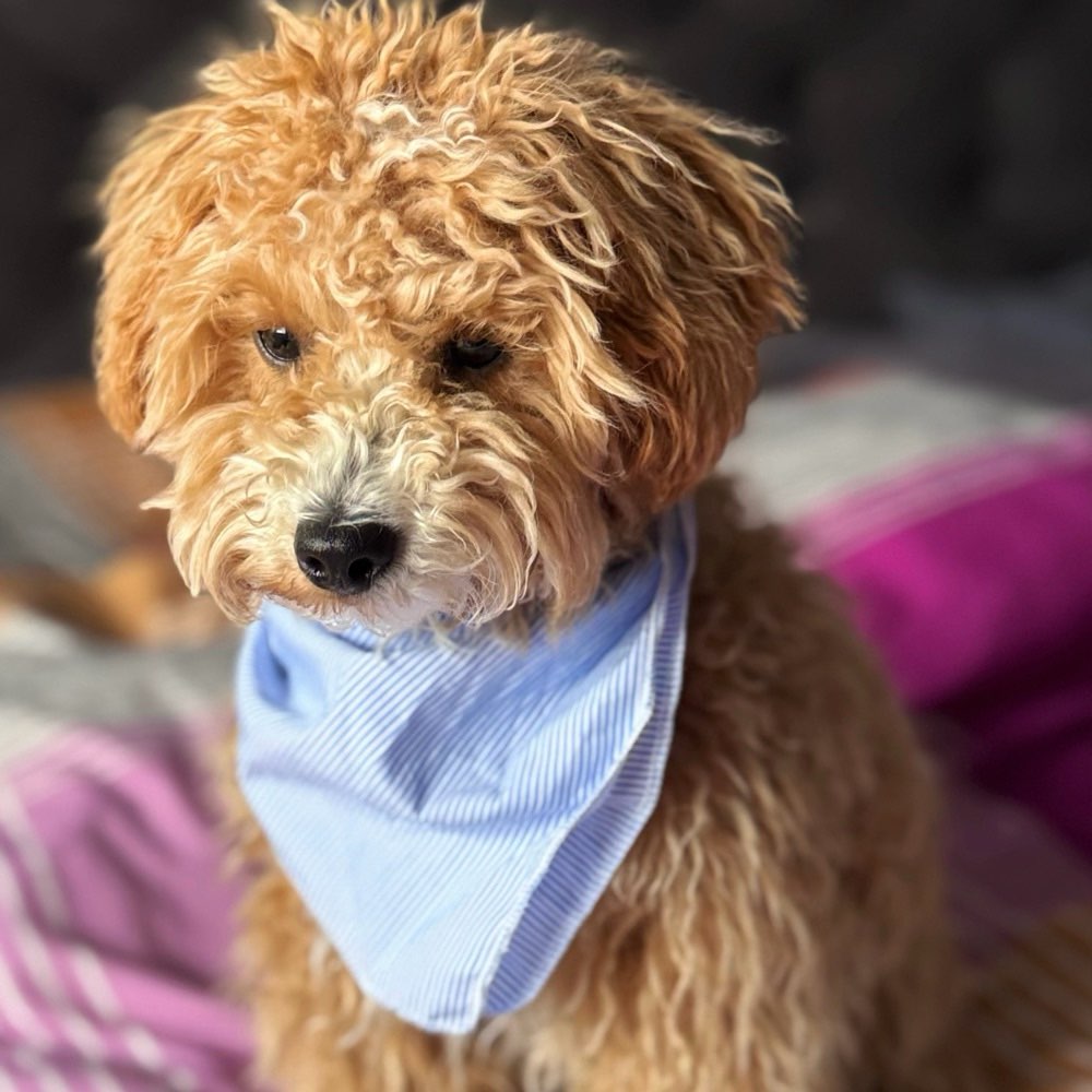 Hundetreffen-Spiele oder gassi Runde-Profilbild