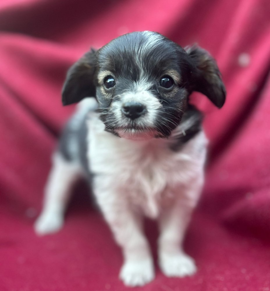 Hundetreffen-Welpentreff für kleine rassen-Profilbild