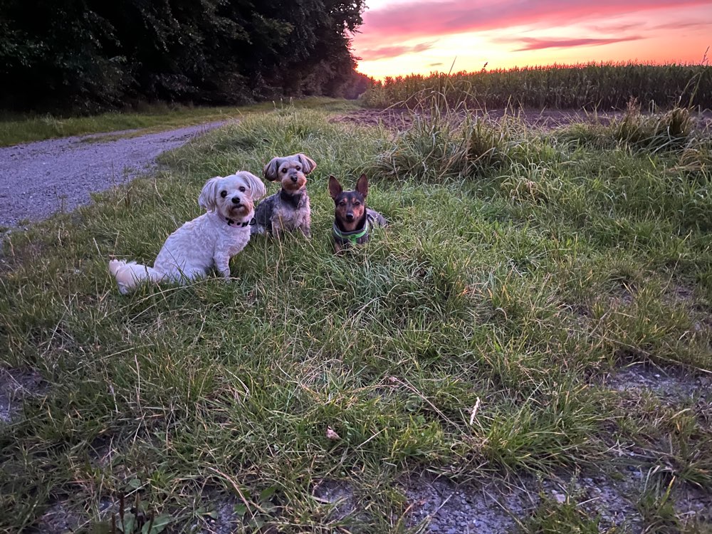 Hundetreffen-Für die ganz kleinen 🫶🏻-Profilbild